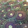 Rainbow Incinerator Zoanthid