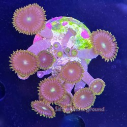 Alien Eye Zoa Far