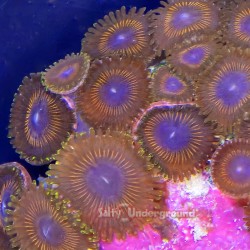 Metallic Red Zoanthid