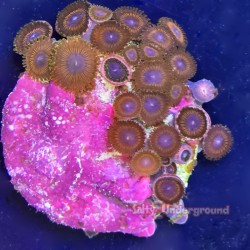 Metallic Red Zoanthid