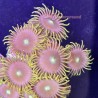 Sunbeam Zoa Close