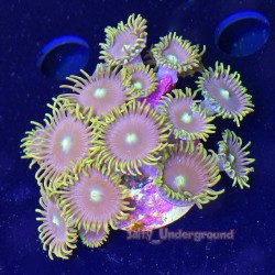 Sunbeam Zoa Far