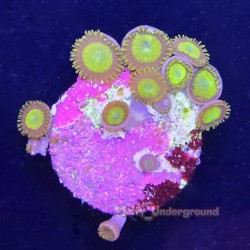 Oingo Boingo Zoanthid