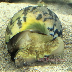 Zebra Turbo Snail bottom