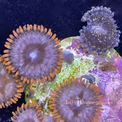 Mixed Zoanthid Close