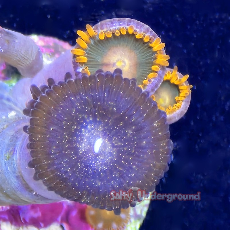 Mixed Zoanthid