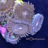 Mixed Zoanthid Close