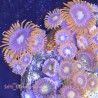 Mixed Zoanthid