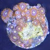 Mixed Zoanthid