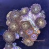 Mixed Zoanthid Far