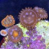 Mixed Zoanthid Close