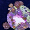 Mixed Zoanthid Far