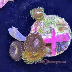 Mixed Zoanthid