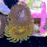 Mixed Zoanthid Yellow and Purple