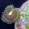 Mixed Zoanthid Green