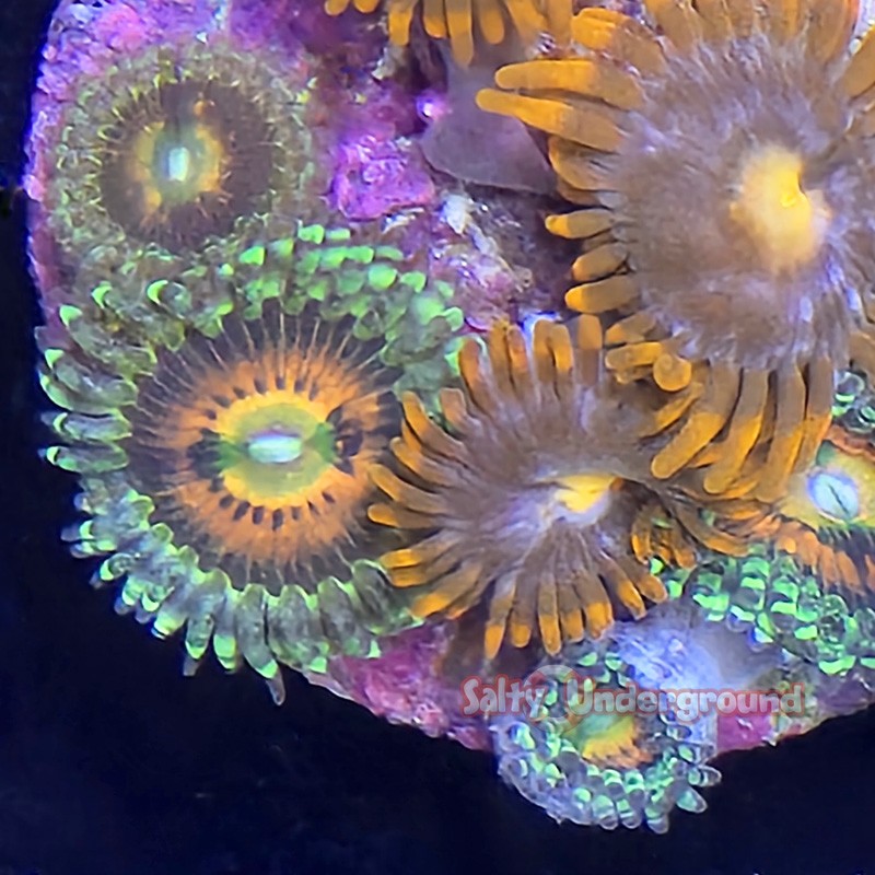 Mixed Zoanthid Close