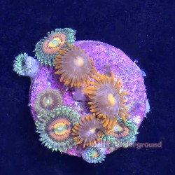 Mixed Zoanthid