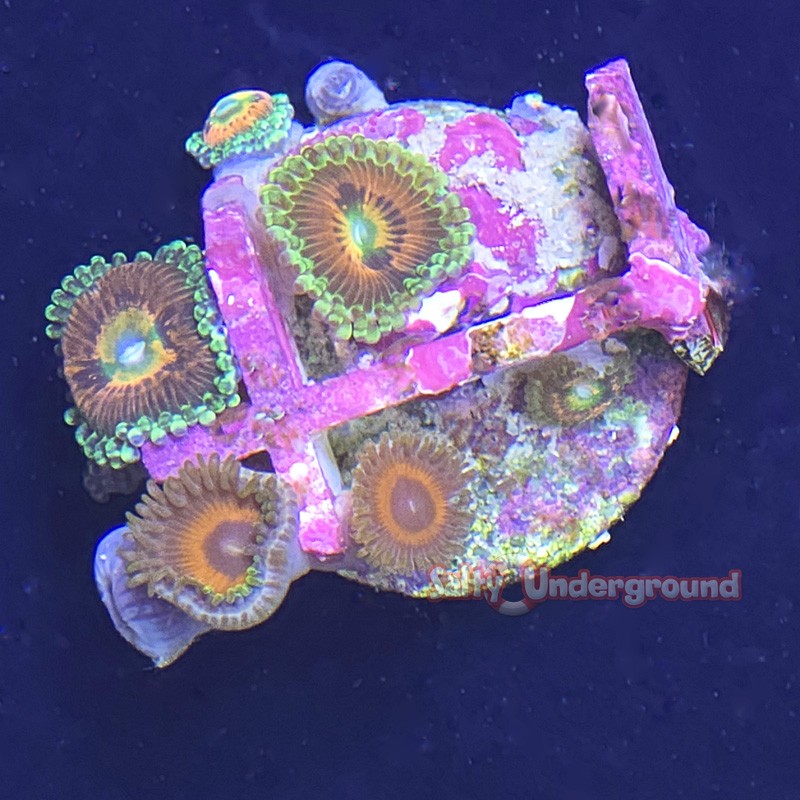 Mixed Zoanthid Far