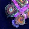 Mixed Zoanthid