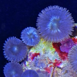 Mixed Zoanthid Close