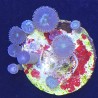 Mixed Zoanthid Far