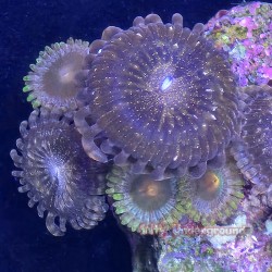 Mixed Zoanthid