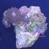 Mixed Zoanthid Far