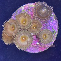 Mixed Zoanthid Far