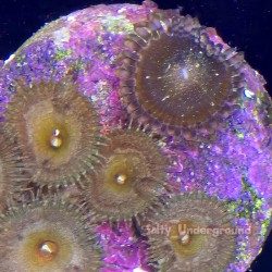 Mixed Zoanthid Close