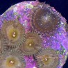 Mixed Zoanthid Close