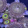 Mixed Zoanthid Close