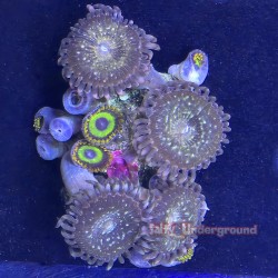 Mixed Zoanthid Far