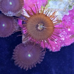 Mixed Zoanthid