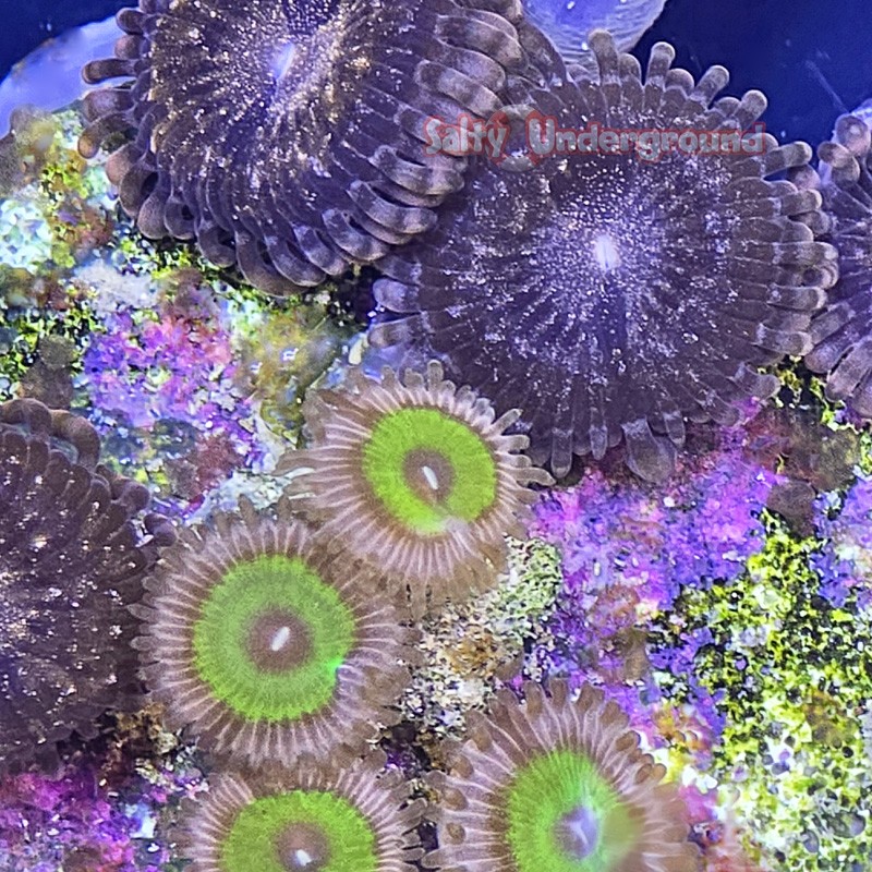 Mixed Zoanthid