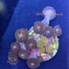 Mixed Zoanthid