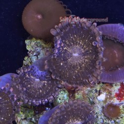 Mixed Zoanthid