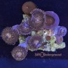 Mixed Zoa Far