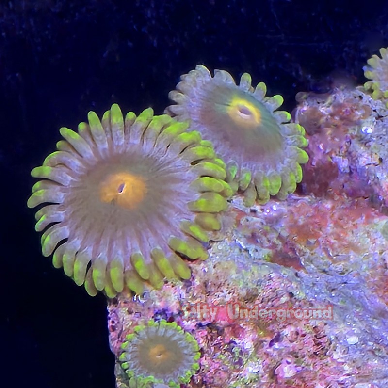 Mixed Zoa Close