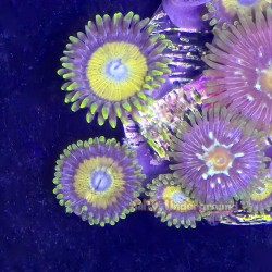 Mixed Zoa Close