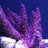 Red Planet Acropora - Cultured 2.5-3 inches