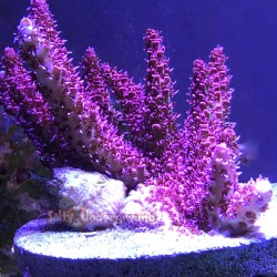 Red Planet Acropora - Cultured 2.5-3 inches