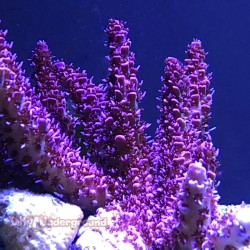 Red Planet Acropora -...