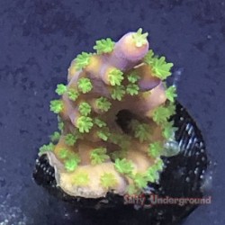 Bonsai Acropora under white light