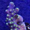 Bonsai Acropora under actenic light