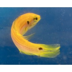 Yellow Candy Hogfish (Bodianus bimaculatus)