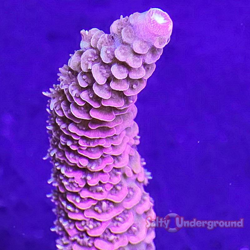 Diablo Acropora Millepora