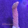 Diablo Acropora Millepora