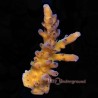 Mayagi Acropora Torte