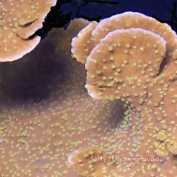 Setting Sun Montipora 1.5-2"