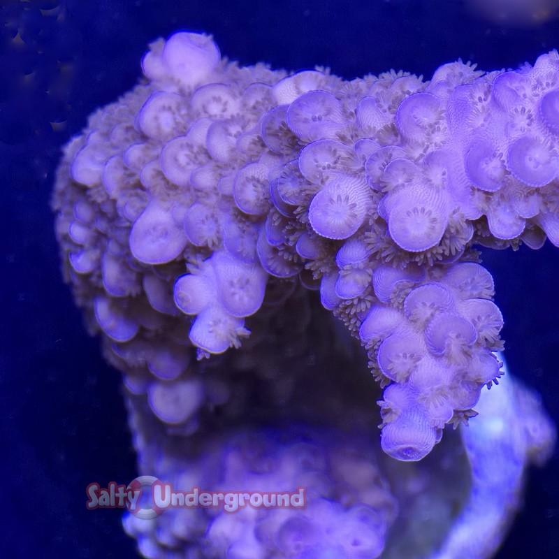 Purple Stag Acropora